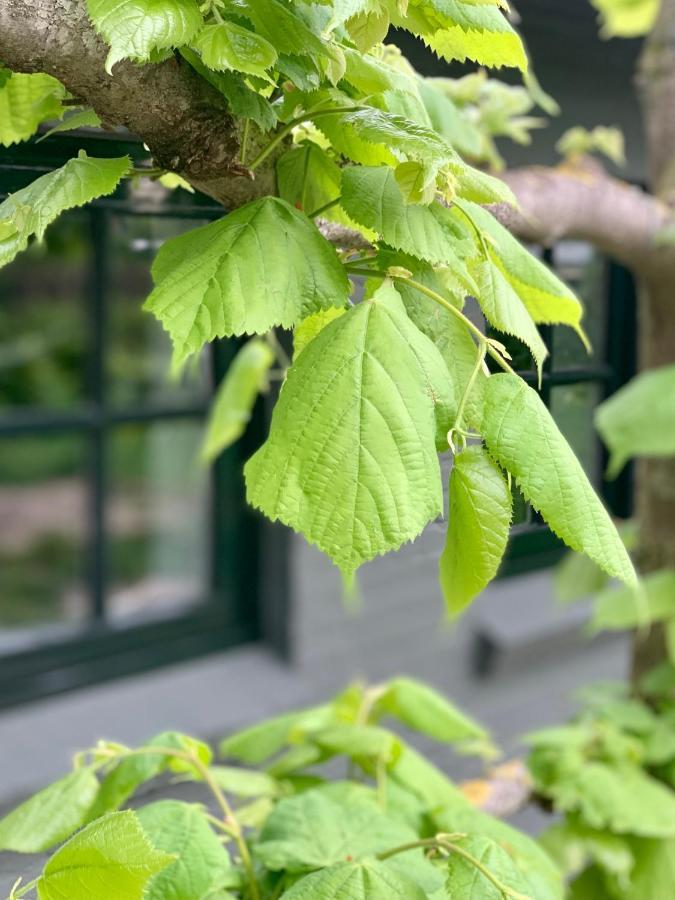 The Green House Lodge 덴던겐 외부 사진